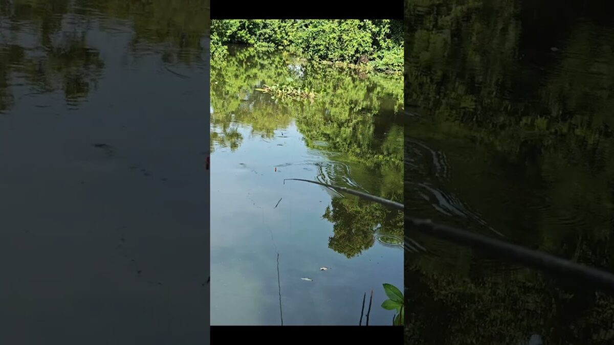 Ikannya sedang gacor #fishing #mamcingliar #mancingmania #nature #asmr #angler #riverfishing