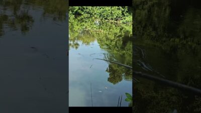Ikannya sedang gacor #fishing #mamcingliar #mancingmania #nature #asmr #angler #riverfishing