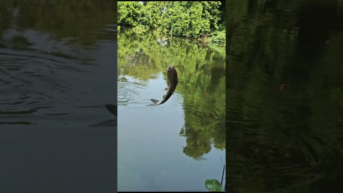 Ini namanya ikan keting #fishing #mamcingliar #mancingmania #nature #asmr #angler #riverfishing