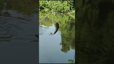 Ini namanya ikan keting #fishing #mamcingliar #mancingmania #nature #asmr #angler #riverfishing