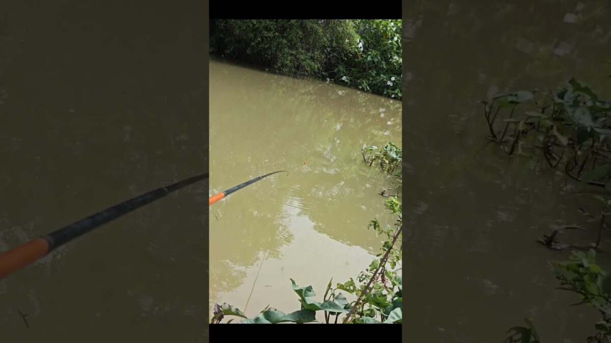 Mancing microfishing #fishing #mamcingliar #mancingmania #nature #asmr #angler #riverfishing #fyp