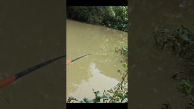 Mancing microfishing #fishing #mamcingliar #mancingmania #nature #asmr #angler #riverfishing #fyp