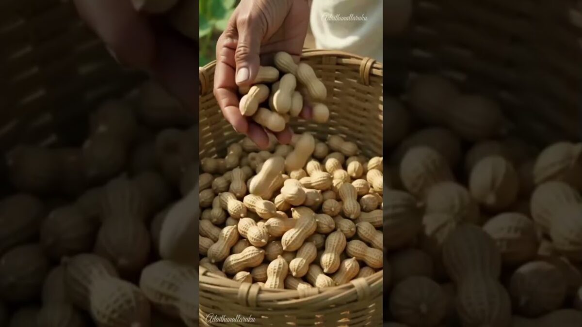 Morning Routine Village Life #peanut #harvesting #morningroutine #peanut #shorts #youtubeshorts