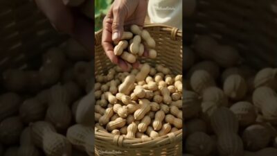 Morning Routine Village Life #peanut #harvesting #morningroutine #peanut #shorts #youtubeshorts