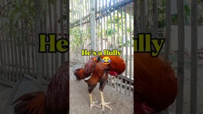 My Rooster Bullies Everyone😤 #shorts #rooster #asmr #nature #farm #chicken #animals #funnyanimals