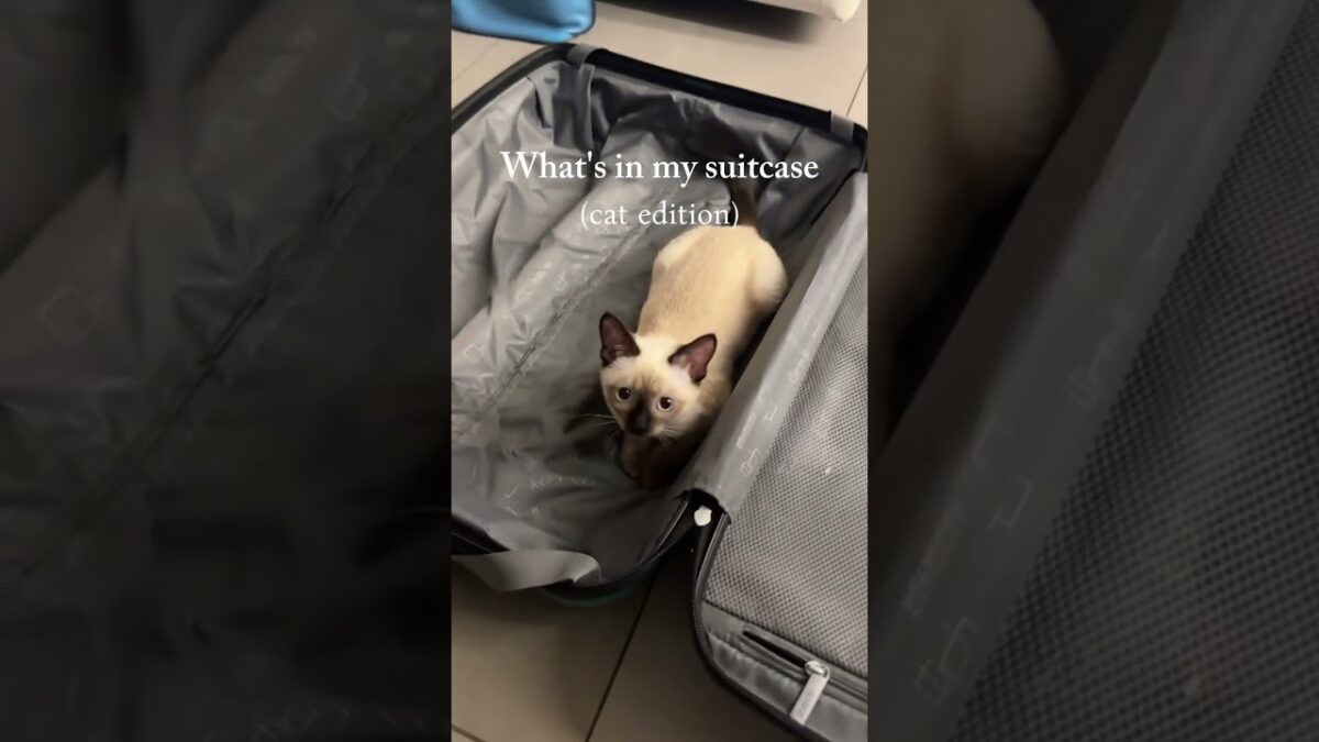 My travel essentials as an adventure cat: a secure harness, a properly fitted life jacket, and must-