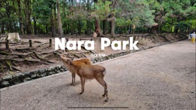 Nara Park Deer Walk 🦌 Japan 4K POV Walking Tour | Nature Ambience