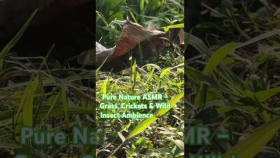 Pure Nature ASMR – Grass, Crickets & Wild Insect Ambience 🦗🍃#shorts  #agriculture #homesheephome