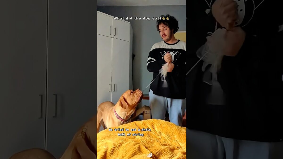 What’s in a dog’s mouth?#dog #dogvideos #fyp #funny #funnyvideo