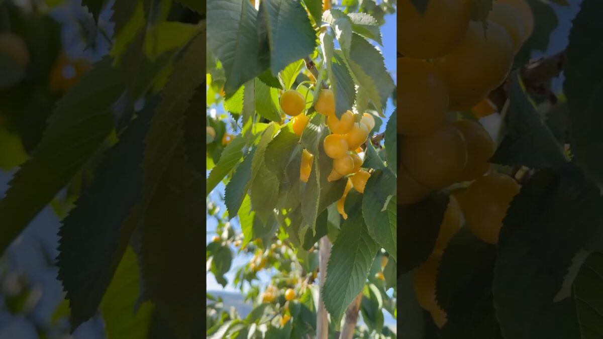 🍒Yellow chery 🍒#nature #asmr #iznik