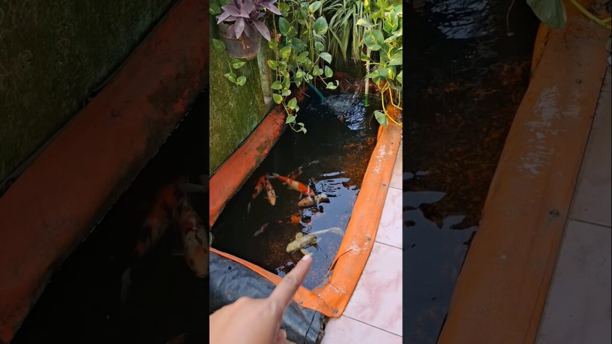 ada apa di kolam ikan #trendingshorts