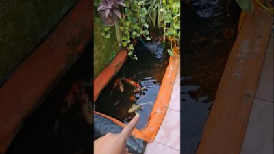 ada apa di kolam ikan #trendingshorts