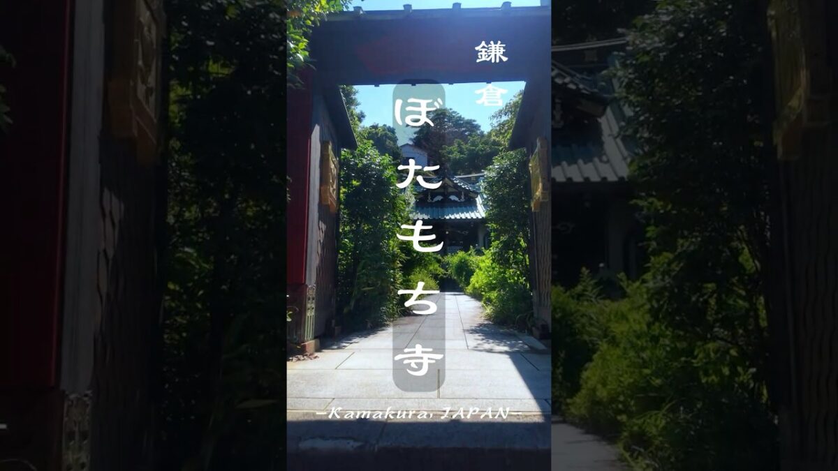 【鎌倉　ぼたもち寺】静寂の参道を抜けて｜奇跡のパワーが宿る、鎌倉ぼたもち寺の本堂へ　#japantravel #kamakura