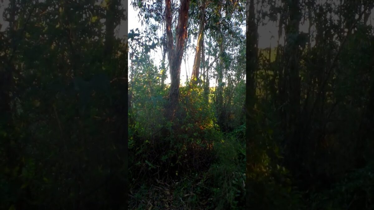 naturaleza campo de uruguay #nature  #asmr