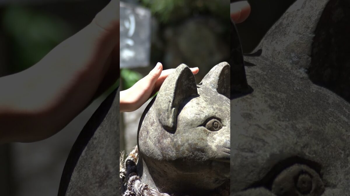 猫が神様になった神社がヤバすぎた。【お松大権現】#shorts