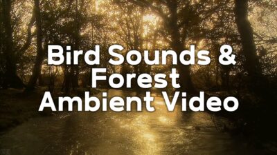 1 Hour Forest Ambient Video & Bird Sounds – Nature Relaxation (森林浴 / Sonido de la Naturaleza)