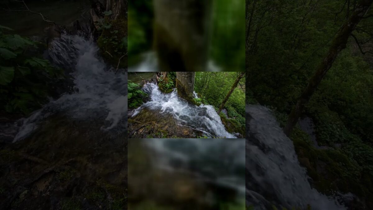 新緑の森と小川の音｜1分の森林浴 #shorts 　 Fresh Green Forest Stream Sounds｜1 Minute Nature Ambience #Shorts #WaBGM
