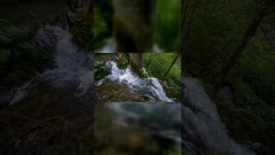 新緑の森と小川の音｜1分の森林浴 #shorts 　 Fresh Green Forest Stream Sounds｜1 Minute Nature Ambience #Shorts #WaBGM