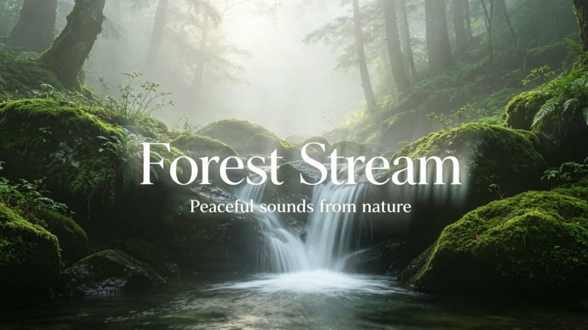 2 Hours Forest Stream 🍃｜霧林清泉・森林浴放鬆音樂・專注作業/冥想安眠BGM【bgm】HealingNatureSound・PeacefulStream（2026）