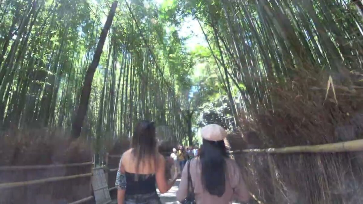 [ 4K ]  京都府京都市【嵯峨野】の付近を散歩しました。【ウォーキング動画〔Walking video〕】2026年08月