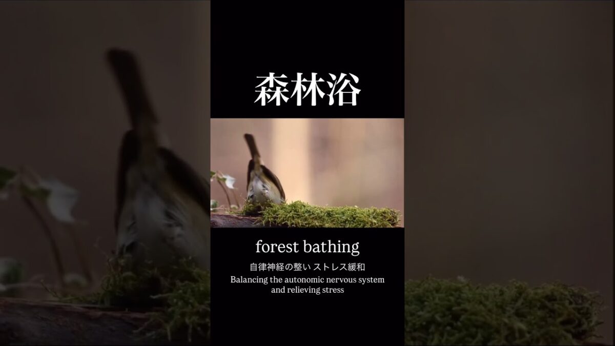 【60秒の森林浴】自律神経を整える #shorts #リラックス