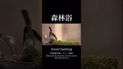 【60秒の森林浴】自律神経を整える #shorts #リラックス