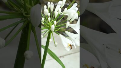 7月の庭花図鑑｜アガパンサス    #flowers #nature #asmr