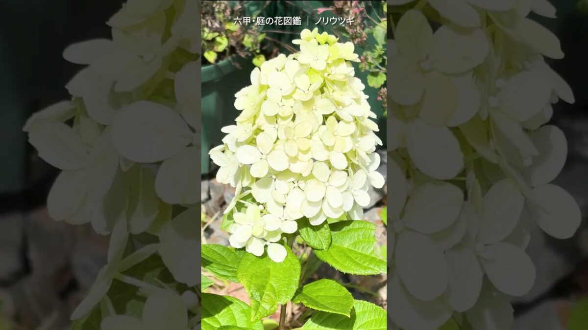 8月の庭花図鑑｜ノリウツギ    #flowers #nature #asmr