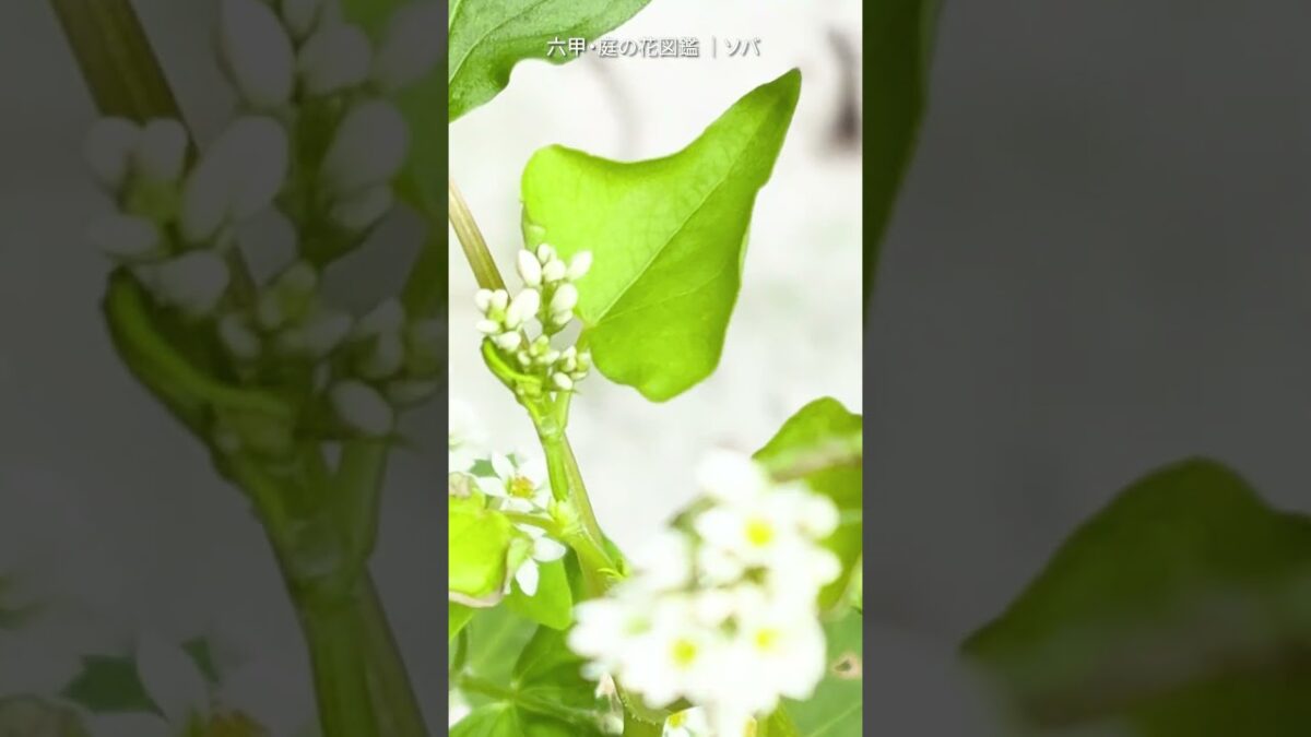 8月の庭花図鑑｜ソバ    #flowers #nature #asmr