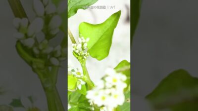 8月の庭花図鑑｜ソバ    #flowers #nature #asmr
