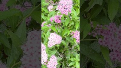 8月の庭花図鑑｜シモツケ    #flowers #nature #asmr