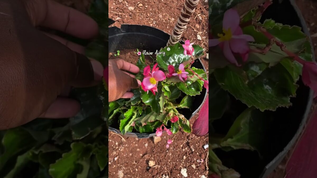 A little flower diary. 🌸🌿 #Flowers #FlowerDiary #Nature #ASMR #littlemoment #YouTubeShorts #Shorts