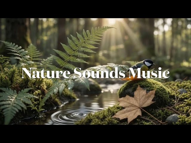 【森林浴BGM】37分