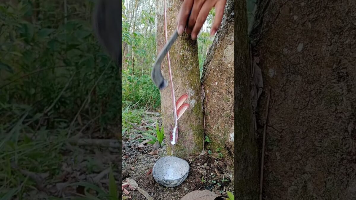 Begini caranya goresan menghasilkan getah maksimal #oddlysatiying #harvesting  #nature  #asmr