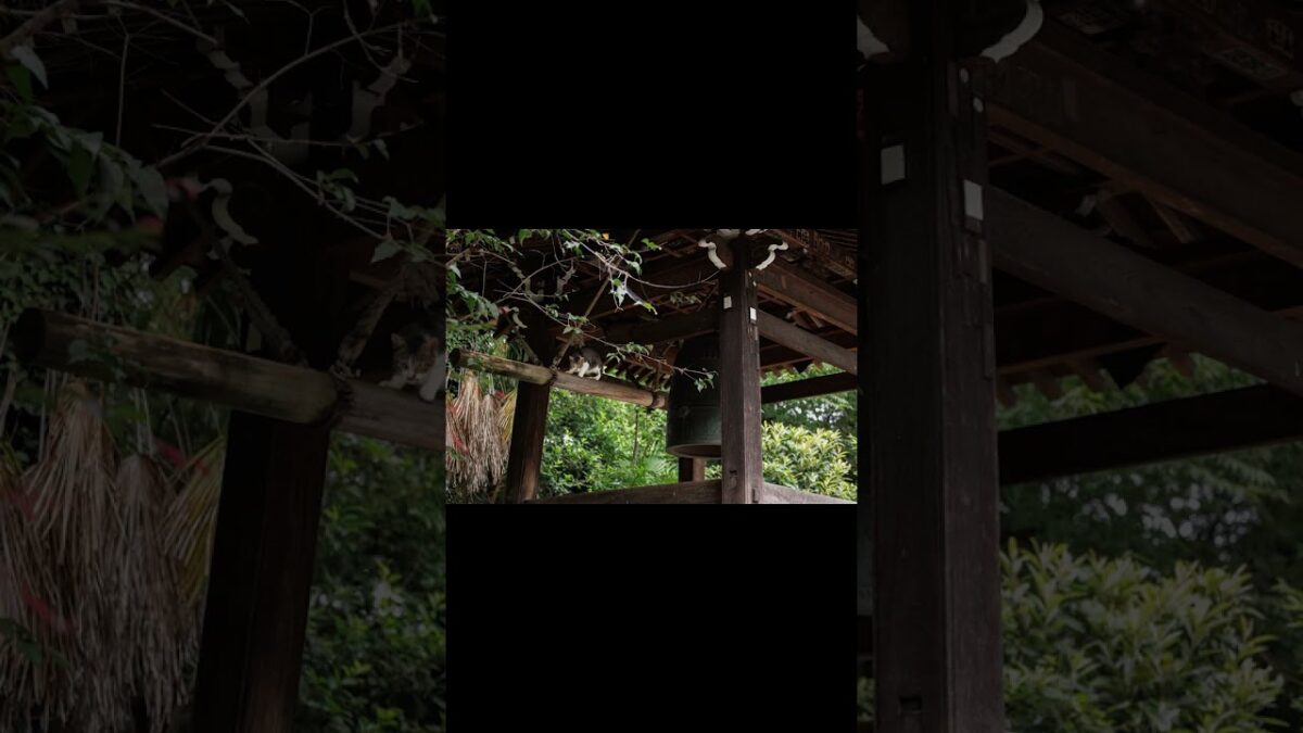 Behold My Bell Skills | Quiet Walk Japan