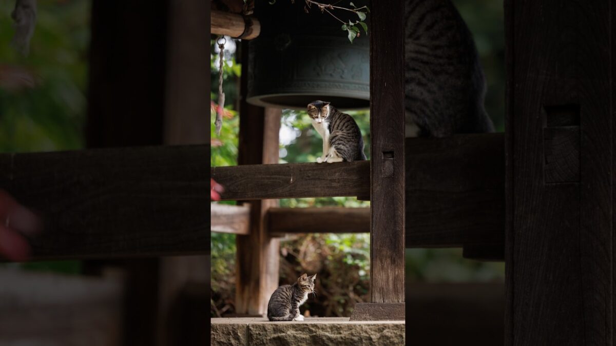Brothers on Temple Duty | Quiet Walk Japan