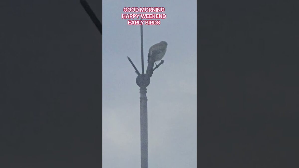 EARLY BIRDS #birds #nature #flowers #foods #wildlife #travels #asmr