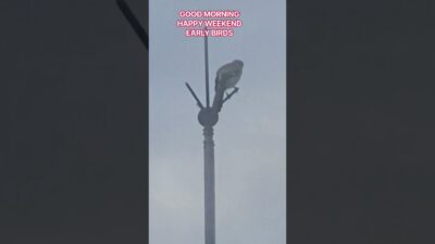 EARLY BIRDS #birds #nature #flowers #foods #wildlife #travels #asmr