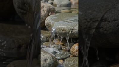 For the love of nature #asmr #calm # #life