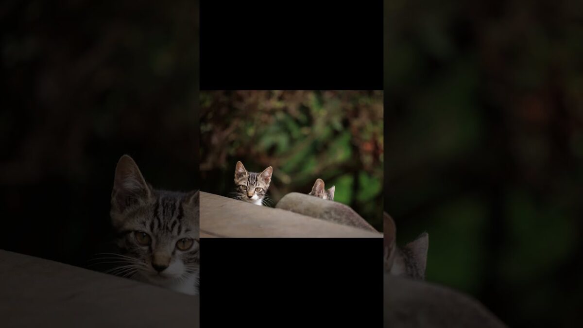 Found a Kitten… Another One? | Quiet Walk Japan