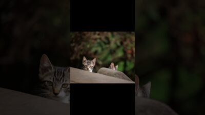 Found a Kitten… Another One? | Quiet Walk Japan