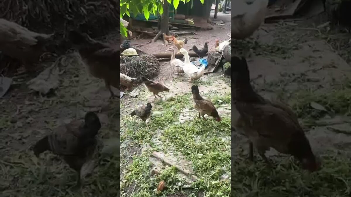 Free Range Ducks and Hens Foraging | Nature ASMR #duck #chicken #farmlife #cuteanimals #village