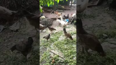 Free Range Ducks and Hens Foraging | Nature ASMR #duck #chicken #farmlife #cuteanimals #village