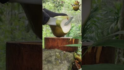 🥥 Fresh King Coconut Cutting in Nature 🌿🔪 #asmr #coconut #coconutcutting #fruit #satisfying #srilank