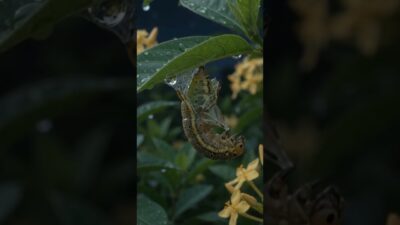 From Caterpillar to Butterfly 🦋 | The Beautiful Life Cycle of a Butterfly 🌿✨