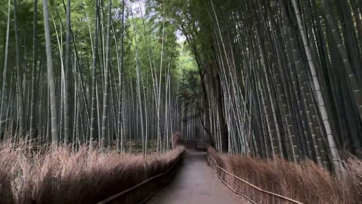 [Highlights] Arashiyama, Kyoto Summer Morning Walk 🎧 Togetsukyo Bridge to Bamboo Forest [4K]