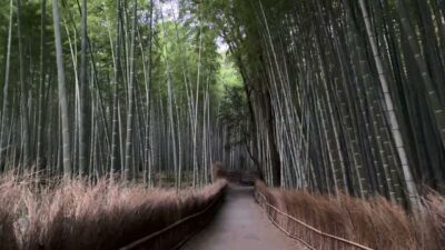 [Highlights] Arashiyama, Kyoto Summer Morning Walk 🎧 Togetsukyo Bridge to Bamboo Forest [4K]