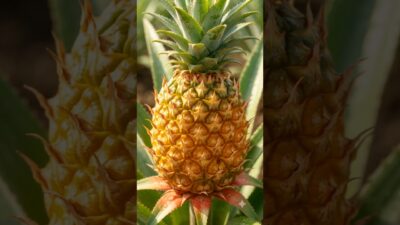 How a pineapple is born in 12 seconds #timelapse #nature #satisfying