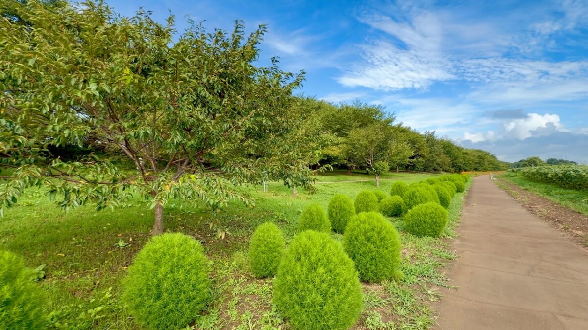Japan walking tour at the summer in Gongendo park Saitama