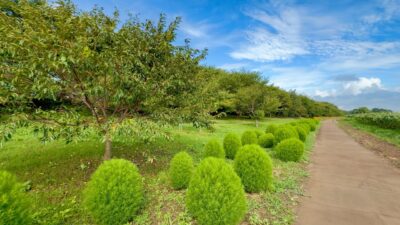 Japan walking tour at the summer in Gongendo park Saitama